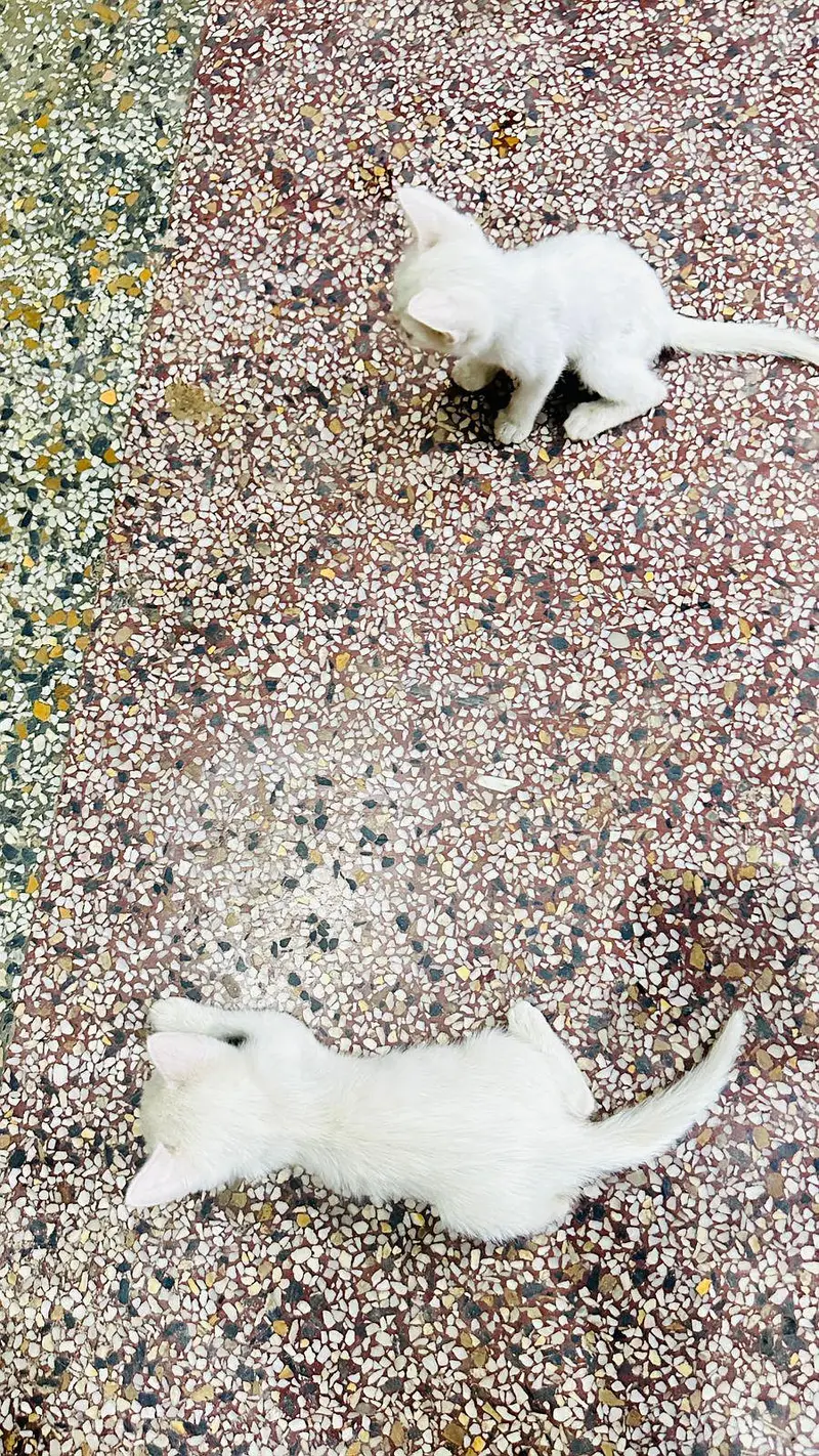 persian kitten white color 4000pair ka — photo 6