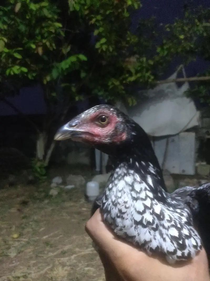 pure amroha  madi for sale ha aur aik pati ha 4 month ki — photo 7