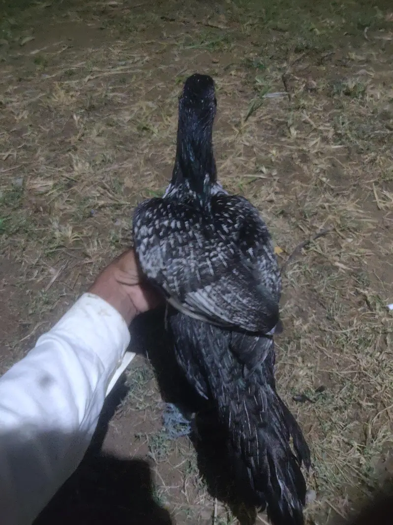 pure amroha  madi for sale ha aur aik pati ha 4 month ki — photo 10