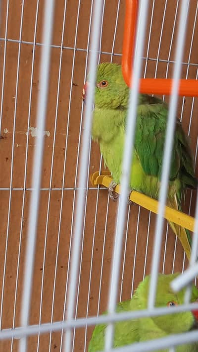 Indian ringneck pair (pathay) hand tamed