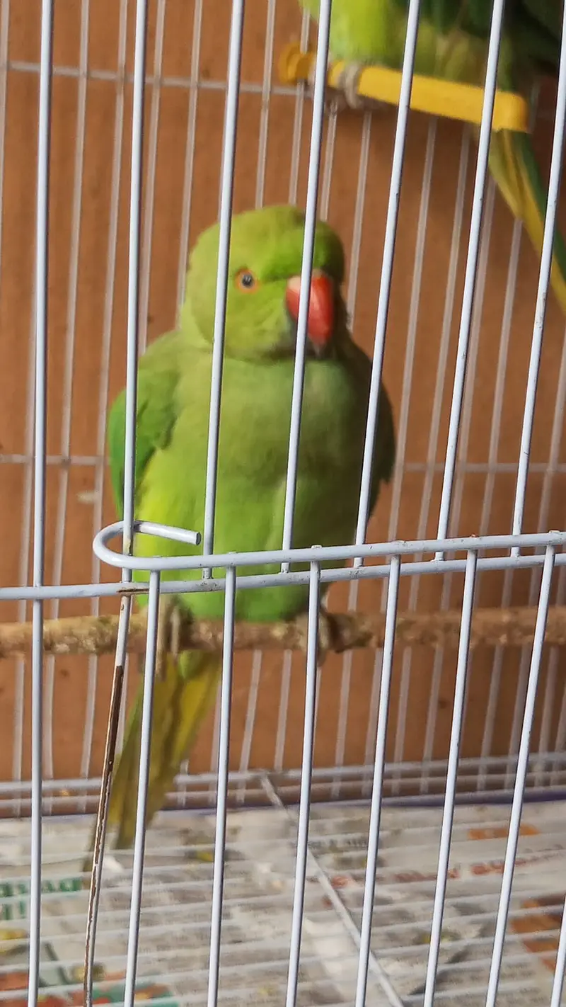 Indian ringneck pair (pathay) hand tamed — photo 2