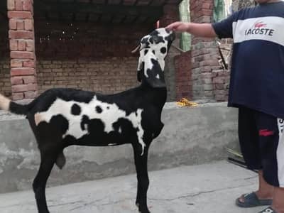 Cross nasal bakri for sale Full Healthy and Active 1.5 month pregnant