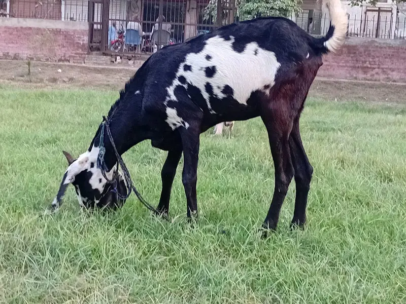 Cross nasal bakri for sale Full Healthy and Active 1.5 month pregnant — photo 7