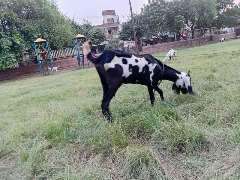 Cross nasal bakri for sale Full Healthy and Active 1.5 month pregnant — photo 8