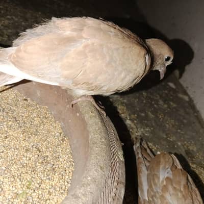 dove chick
