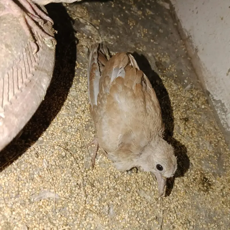 dove chick — photo 2