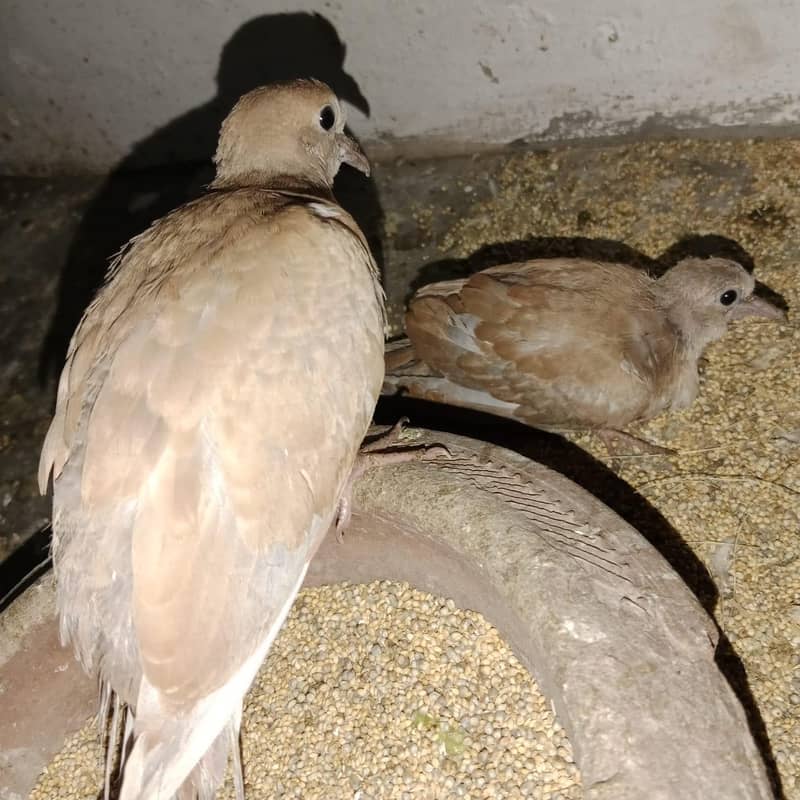 dove chick 2