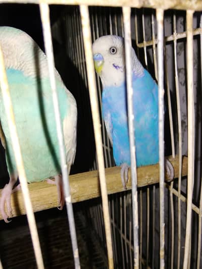 BUDGEIS PAIR