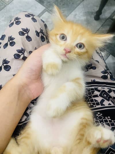 blue eyes double coated persian kitten