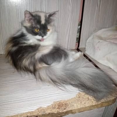 cat for sale | eyes color yellow | female cute cat 
