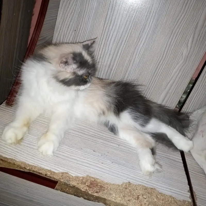 cat for sale | eyes color yellow | female cute cat  — photo 2