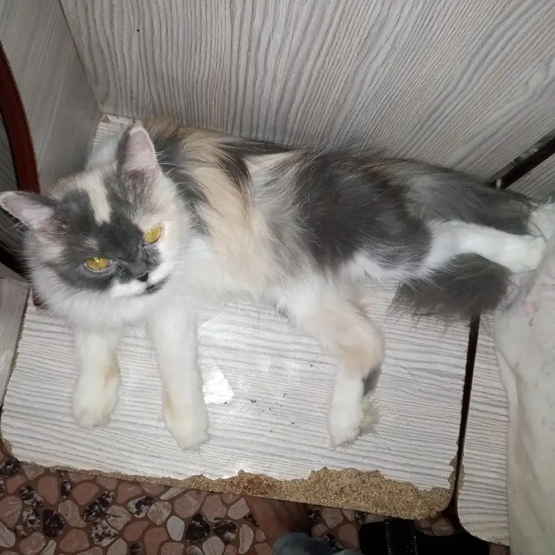 cat for sale | eyes color yellow | female cute cat  — photo 3