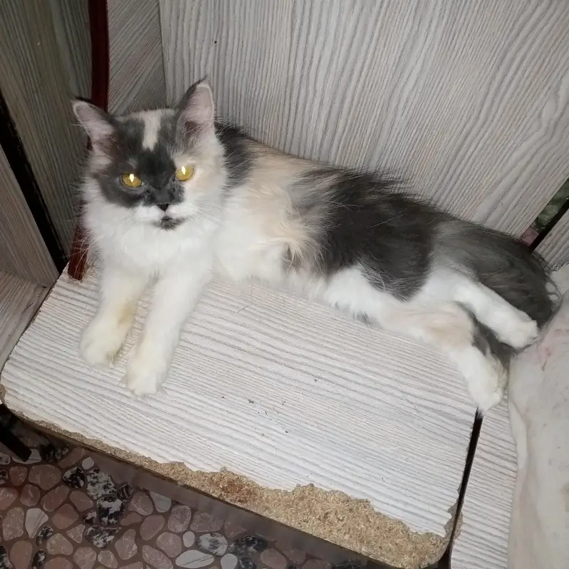cat for sale | eyes color yellow | female cute cat  — photo 4