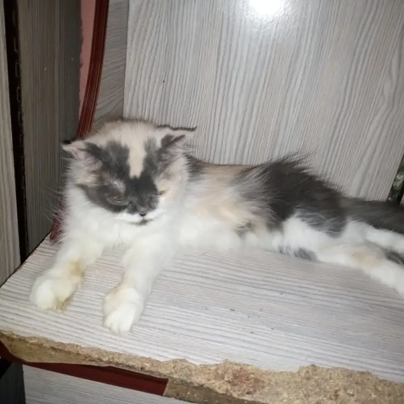 cat for sale | eyes color yellow | female cute cat  — photo 5