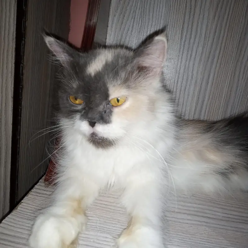 cat for sale | eyes color yellow | female cute cat  — photo 6