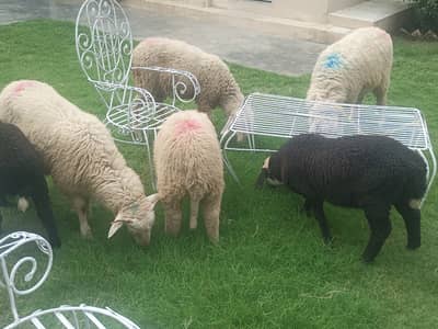 Sheeps