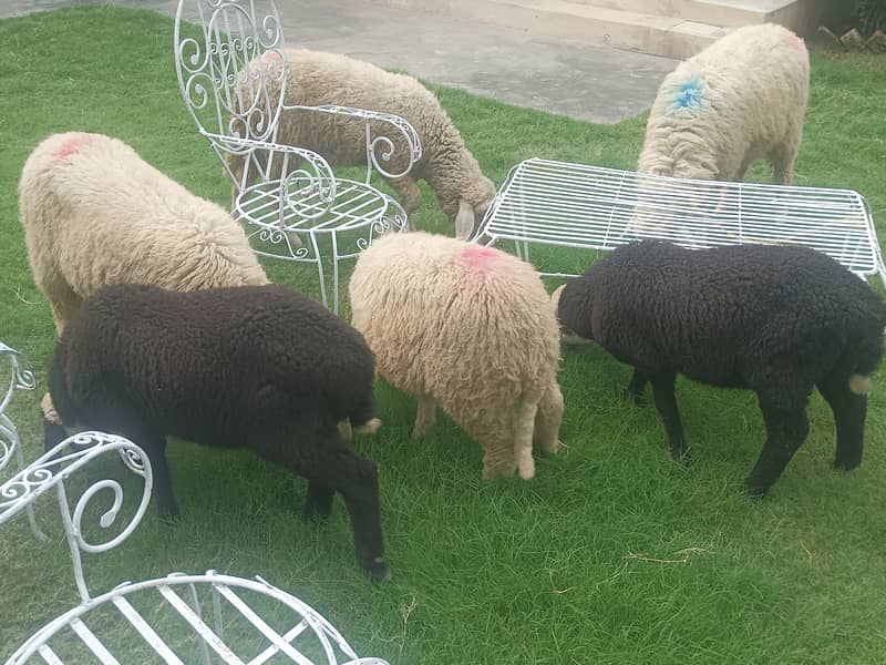Sheeps 1
