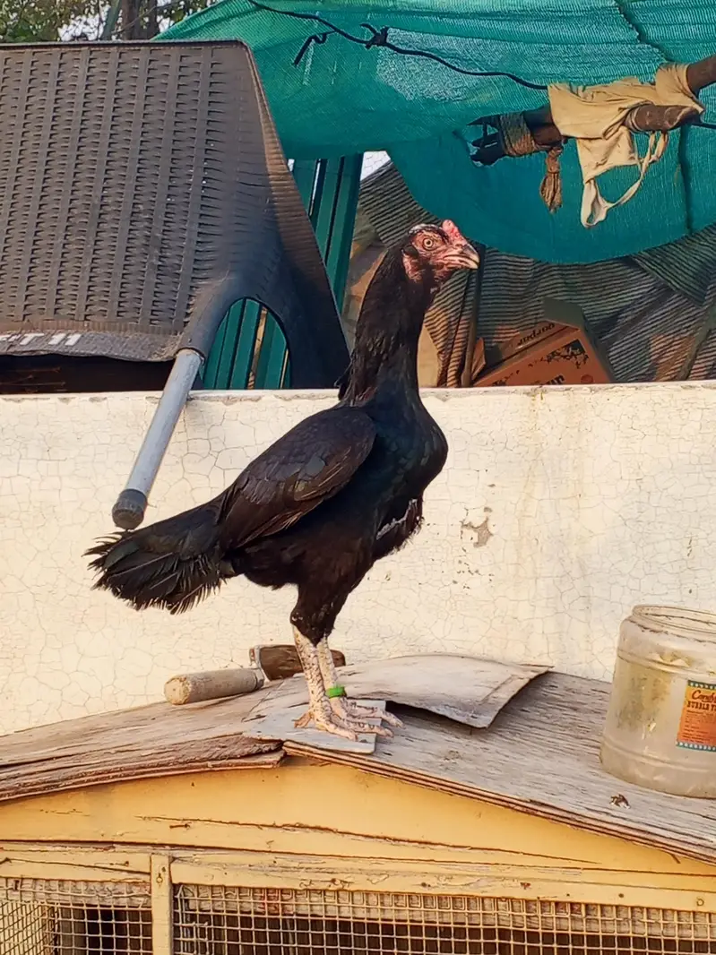 high quality lasani female and javi pathi only interested contact — photo 2