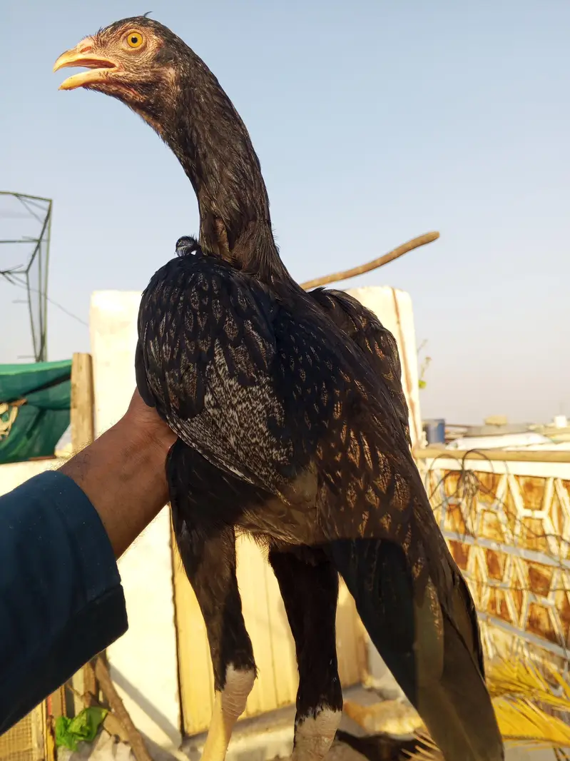 high quality lasani female and javi pathi only interested contact — photo 3