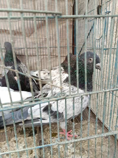 Mix piegeon