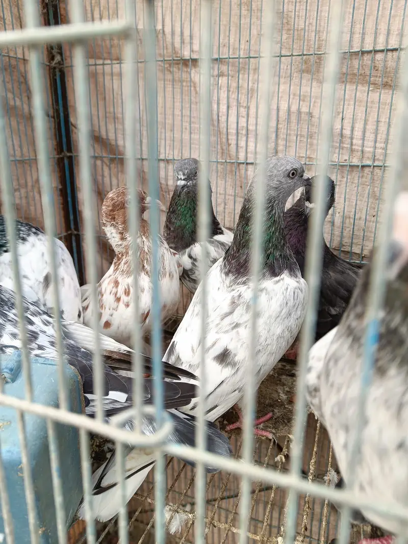 Mix piegeon — photo 2