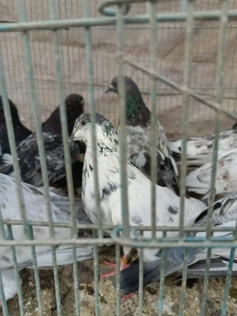 Mix piegeon — photo 3