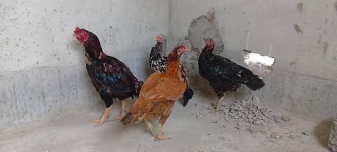 Aseel lakha red pair punjab breed Eggs layering All