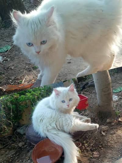 Persian cat pair