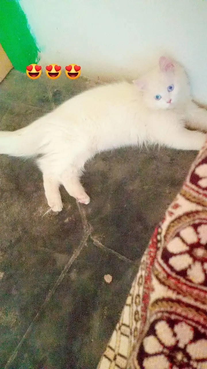 Persian cat pair — photo 2