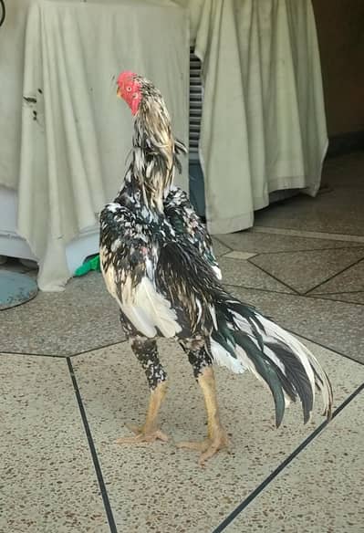 Parrot Beak Cross Shamo