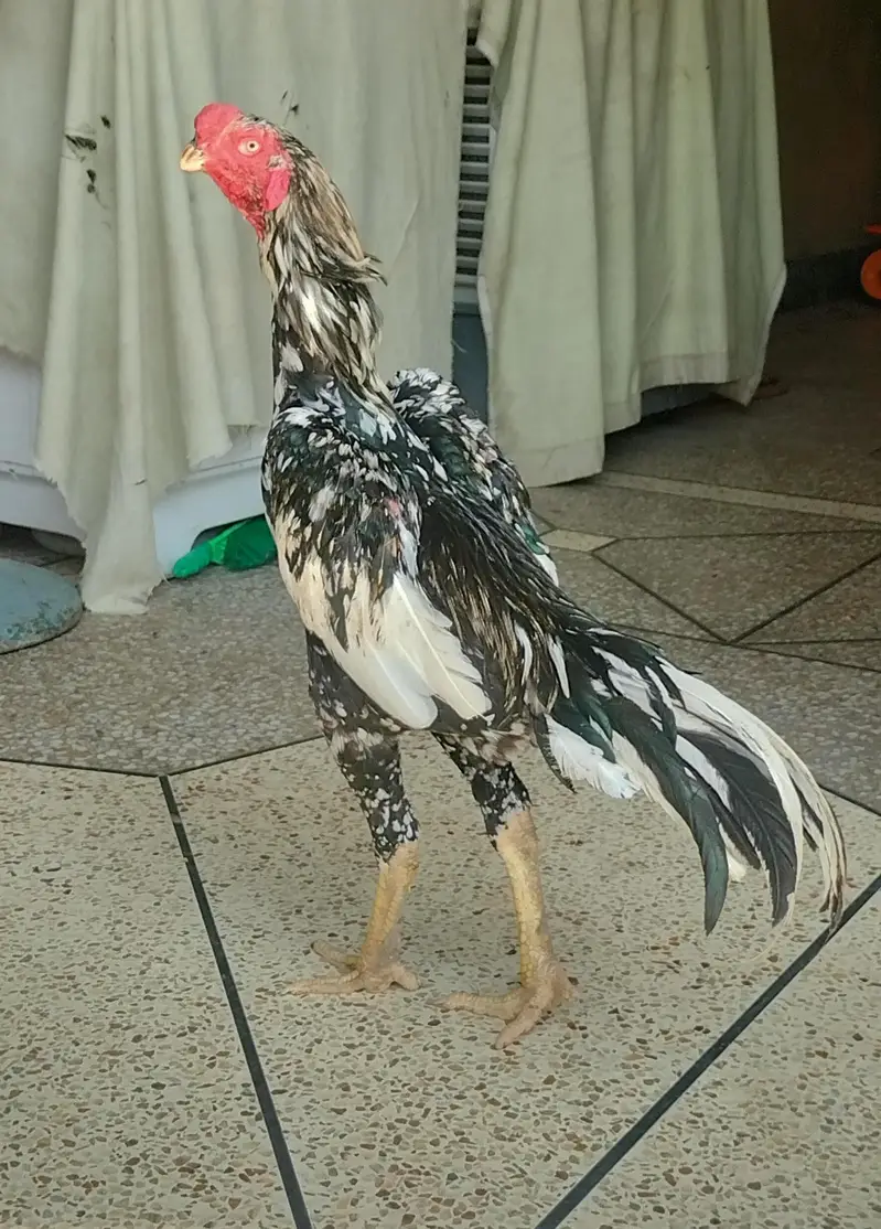 Parrot Beak Cross Shamo — photo 2