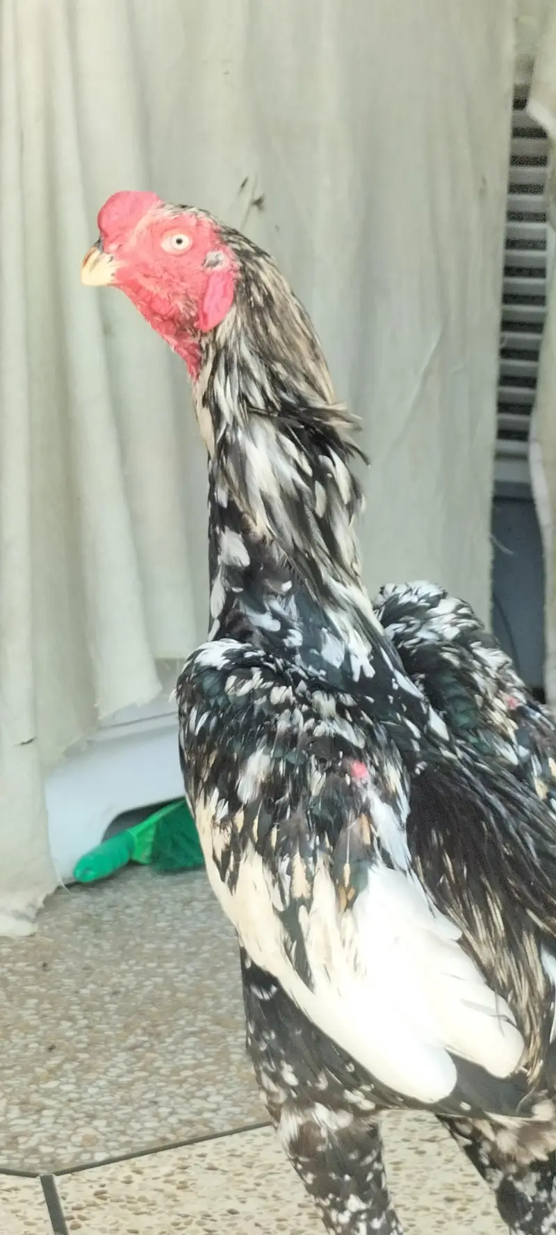 Parrot Beak Cross Shamo — photo 3