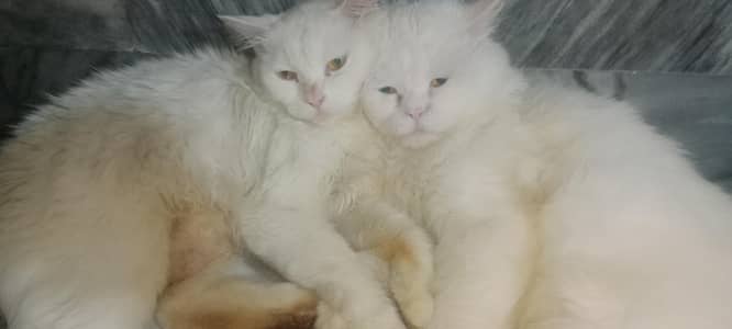 Royal White Persian Breeding Pair + Complete Care Kit (Urgent Sale)