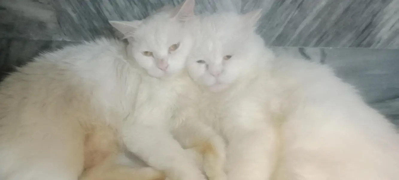 Royal White Persian Breeding Pair + Complete Care Kit (Urgent Sale) — photo 2