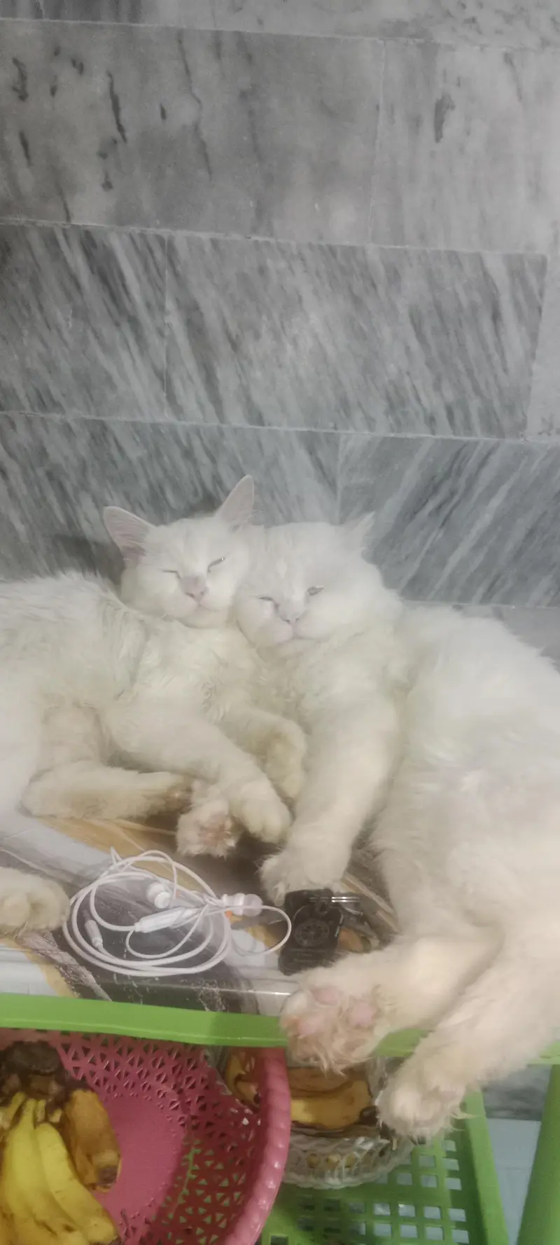 Royal White Persian Breeding Pair + Complete Care Kit (Urgent Sale) — photo 3