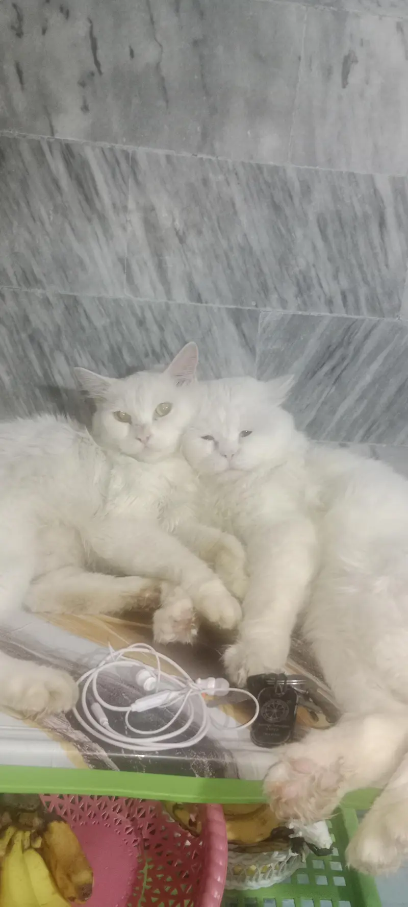 Royal White Persian Breeding Pair + Complete Care Kit (Urgent Sale) — photo 4