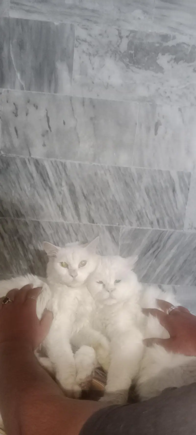 Royal White Persian Breeding Pair + Complete Care Kit (Urgent Sale) — photo 5