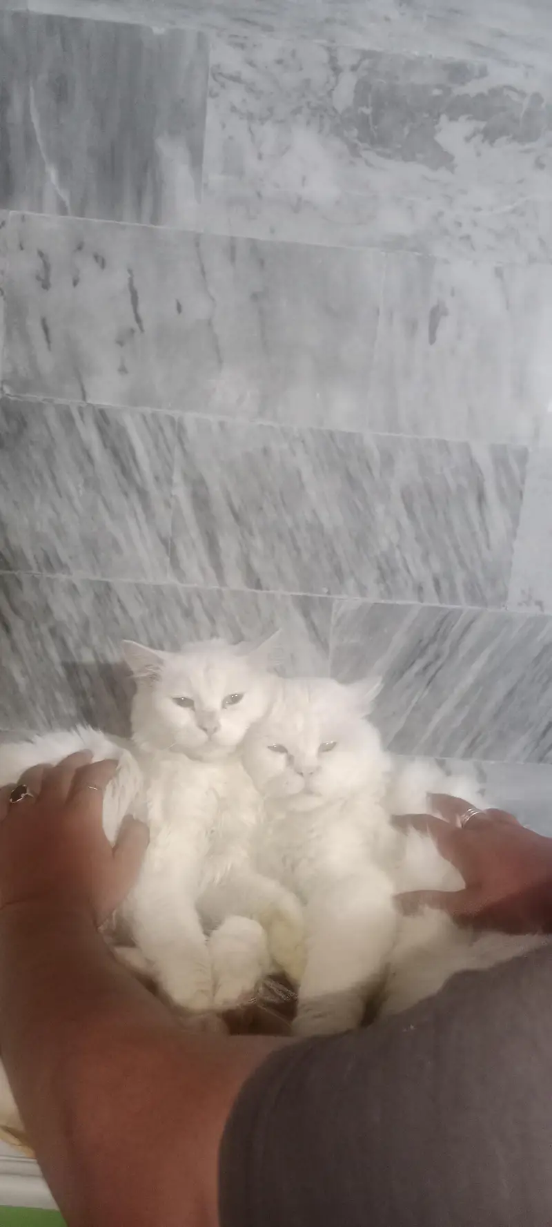 Royal White Persian Breeding Pair + Complete Care Kit (Urgent Sale) — photo 6