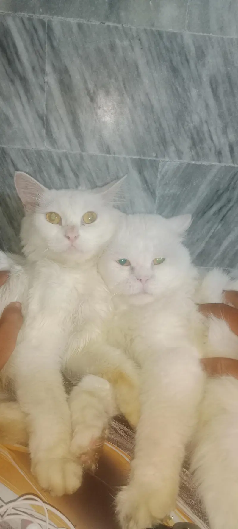 Royal White Persian Breeding Pair + Complete Care Kit (Urgent Sale) — photo 7