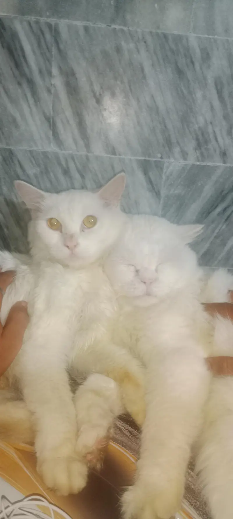 Royal White Persian Breeding Pair + Complete Care Kit (Urgent Sale) — photo 8