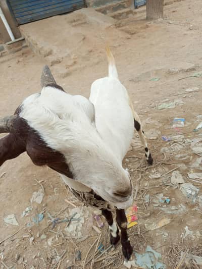 bakri for sale dodh wali Hy or 1.5 mont ke lgi hovi h