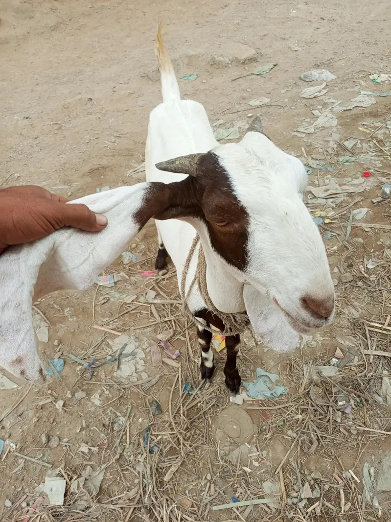 bakri for sale dodh wali Hy or 1.5 mont ke lgi hovi h — photo 2