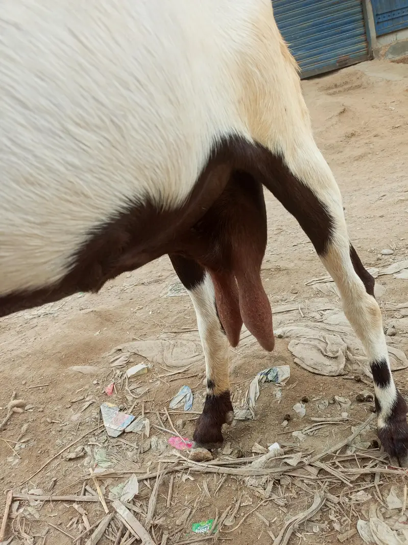 bakri for sale dodh wali Hy or 1.5 mont ke lgi hovi h — photo 3