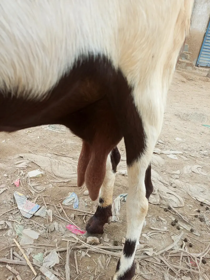 bakri for sale dodh wali Hy or 1.5 mont ke lgi hovi h — photo 4