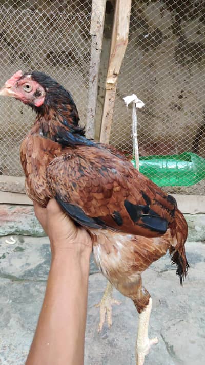 for sale