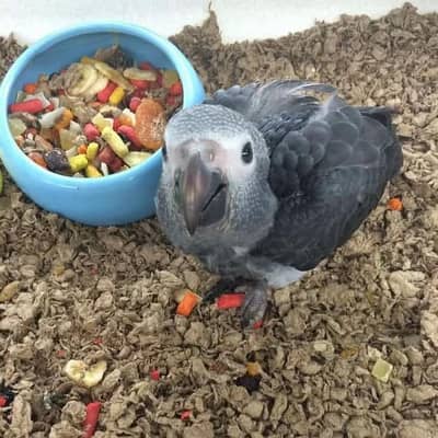 African grey parrot cheeks for sale 0340/4751/560