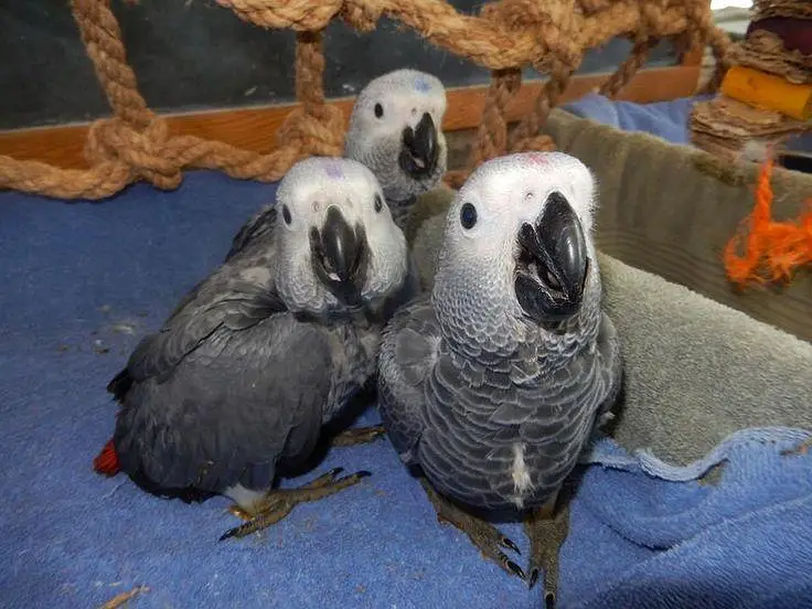 African grey parrot cheeks for sale 0340/4751/560 — photo 3