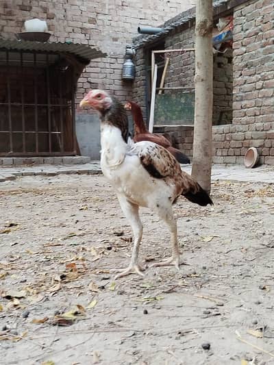 Pure mianwali aseel