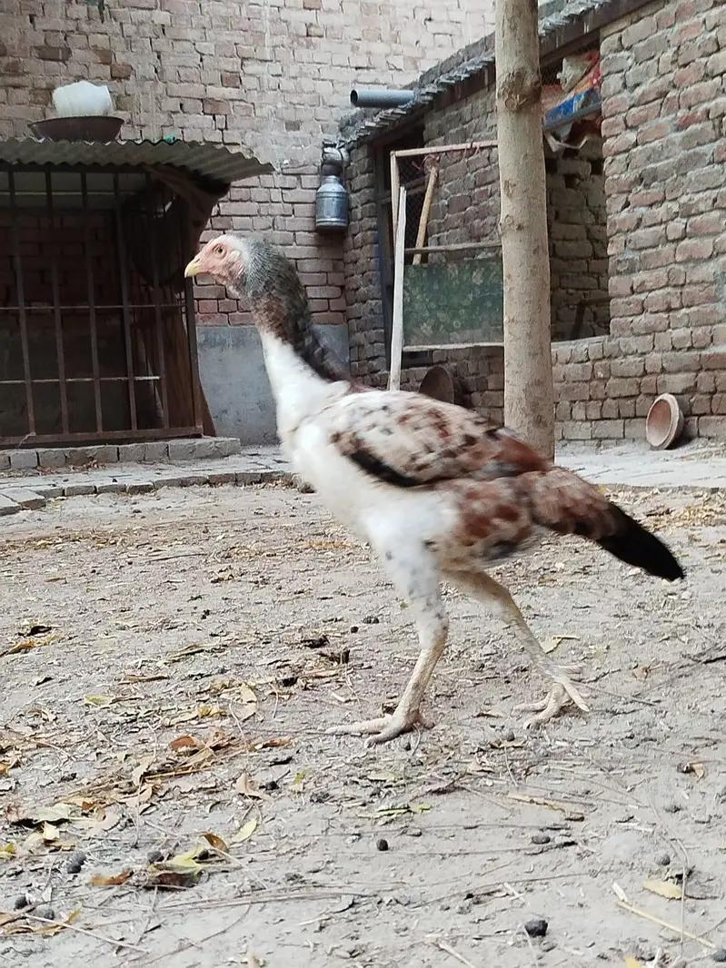 Pure mianwali aseel — photo 2