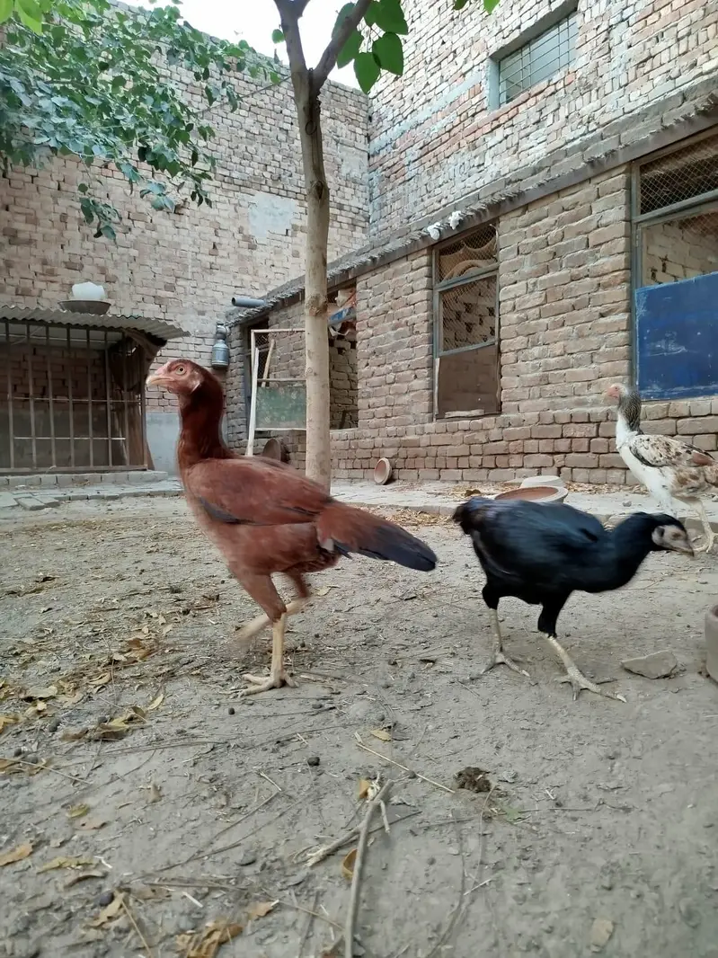 Pure mianwali aseel — photo 3